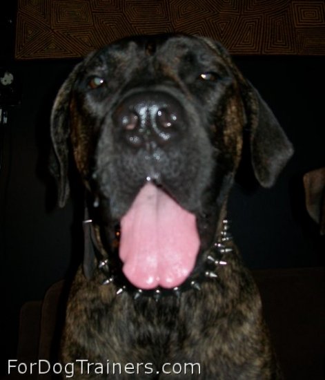 *Lana and Boris are showing off in 3 Rows Leather Spiked and Studded Dog Collar