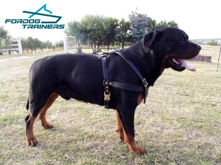 *Heimy Presents Superior Leather Rottweiler Harness from FDT