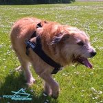 *Rubi on the Walk in Super Comfortable Nylon Dog Harness