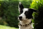 *Punky Presenting White Studded Leather Border Collie Collar from FDT Artisan
