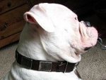 Gorgeous *Hector is wearing our War Dog Leather Dog Collar - Like in the movies - c83