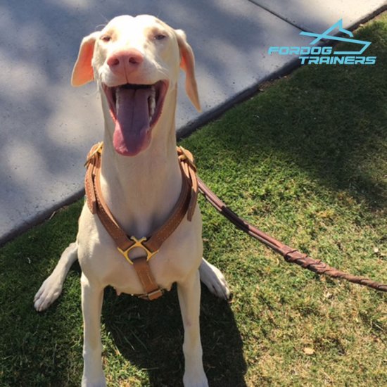 Creamy *Sahne Looks Great in Luxurious Leather Doberman Harness