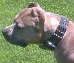 Pitbull *Nina looking great with our 2 inch wide Leather Spiked Dog Collar on