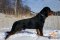 *Milo Looks Perfect in Braided Leather Rottweiler Collar