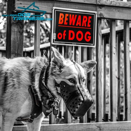 Indiana German Shepherd in Basket Muzzle Special Design for Pro Dog Training
