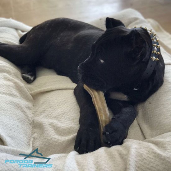 Cane Corso Has Amazing Look in Decorated Leather Collar