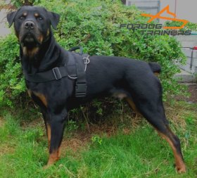Adjustable Dog Harness of Water-proof Nylon Demonstrated by Gorgeous Rotty