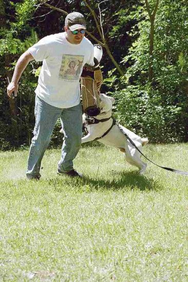 Agitation Leather Dog Harness for American Bulldog Breed