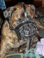 *Orion Presents His Wire Basket Dog Muzzle