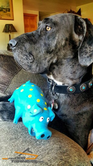 Magnificent Looking Great Dane in Leather Dog Collar with Silver Conchos & Stones