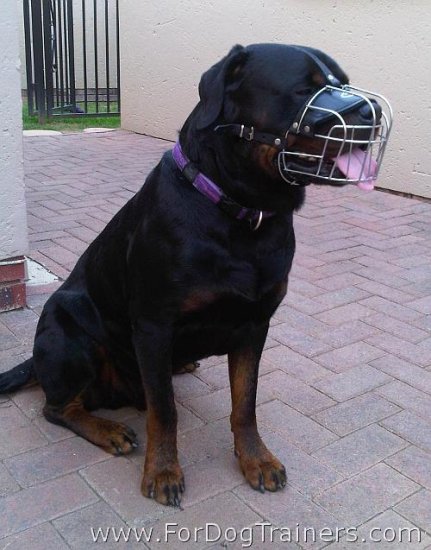 *Diesel Rottweiler enjoys wearing Wire Basket Dog Muzzle