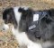 *Carly Australian Shepherd wearing our All Weather Extra Strong Nylon Harness - H6