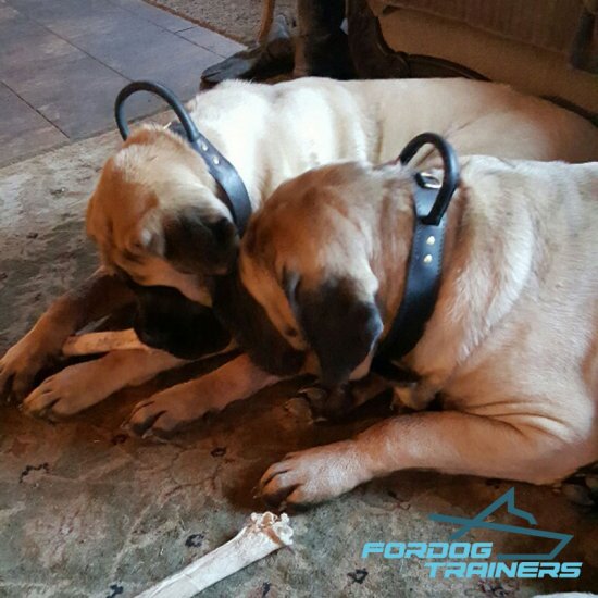 2 Ply of Genuine Leather Mastiff Collar Made for Agitation Training
