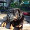 Strong *Diesel Wearing Leather Rottweiler Basket Muzzle with Supreme Ventilation