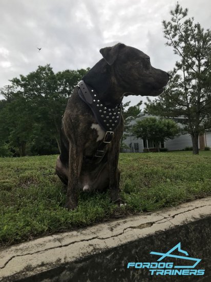 Pitbull Showing off Exclusive Studded Leather Dog Harness