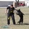 *Naika Trains in Leather Dog Harness for Black German Shepherds