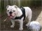 *Balah wearing our exclusive dog harness for tracking/pulling Designed to fit English Bulldog- H6