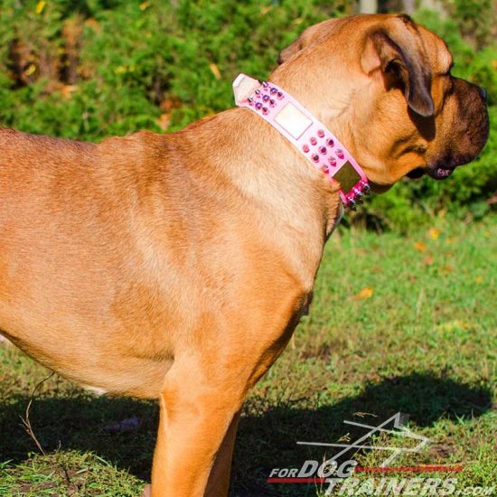 Pink Leather Cane Corso Collar Spiked and Studded