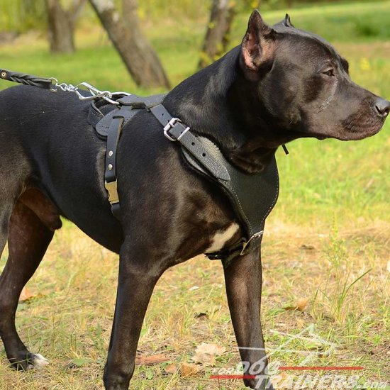 Adjustable Leather Pitbull Harness for Heavy Duty Work