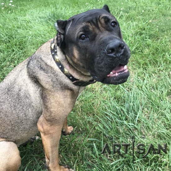Dressy Cane Corso *Lily Posing in Chic Leather Dog Collar by FDT Artisan