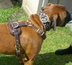 Boxer *Barney wearing his new Tracking / Walking dog harness made of leather - H3
