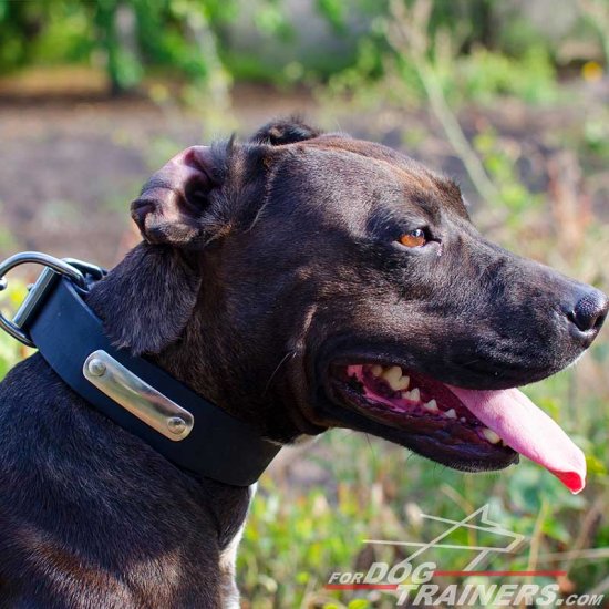 Leather Pitbull Collar with Identification Tag