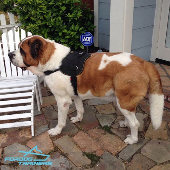 *Luca Enjoys Wearing Nylon Saint Bernard Dog Tracking Harness