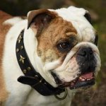 English Bulldog *Dash is Incredible in FDT Artisan Adorned with Stars Leather Dog Collar