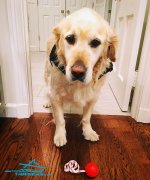 *Chase Golden Retriever Loves His New Multifunctional Nylon Dog Harness Vest