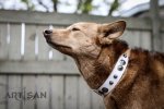 *Zyla in Handcrafted White Leather Dog CollarDuring Daily Walk