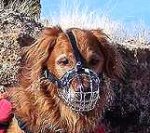 *Hunter wearing our exclusive Basket Wire Dog Muzzle Light - M4light