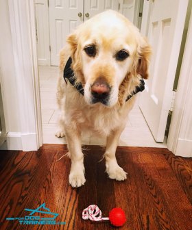 *Chase Golden Retriever Loves His New Multifunctional Nylon Dog Harness Vest