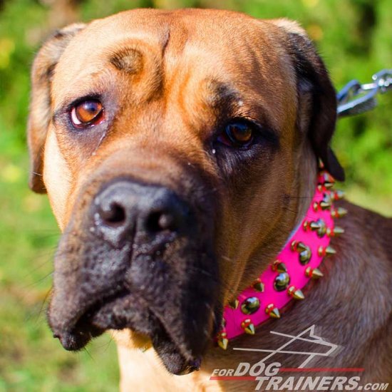 Bright Pink Spiked and Studded Leather Cane Corso Collar