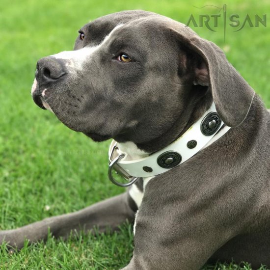 *Marley Presenting Amazing White Leather Dog Collar for Stylish Walking