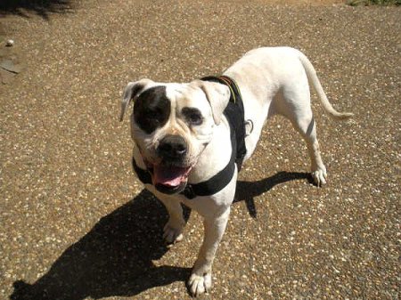 Easy Adjustable Nylon Pitbull Harness for Tracking, Walking and Training