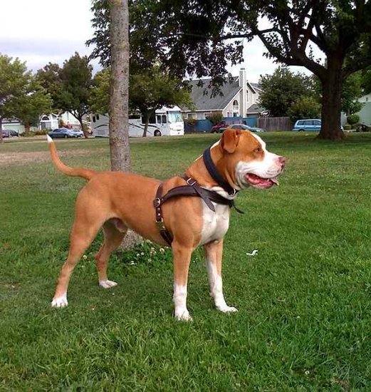Tracking / Pulling / Agitation Leather Dog Harness For Pit Bull H5