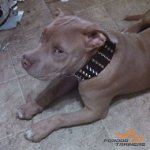 *Nyx in 2 Inch Wide Leather Dog Collar with Spikes and Studs