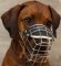 *Maya is fancy in new Revolution Design Dog Muzzle - M9