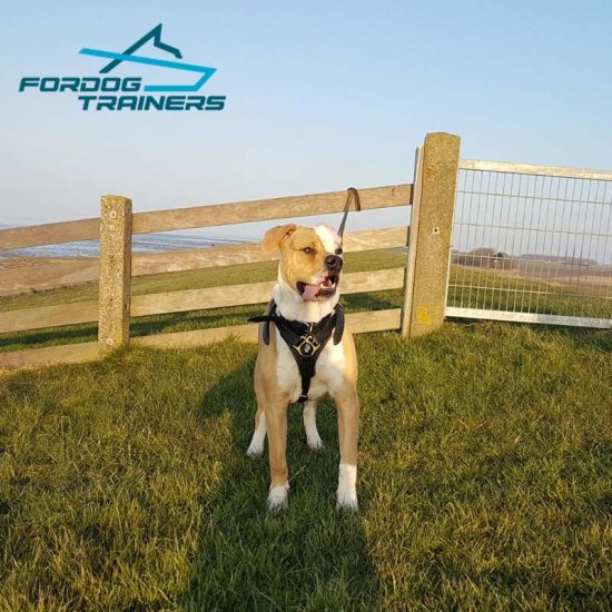 Leather Pitbull Padded No Pull Dog Harness with Soft Padding