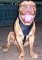 Agitation / Protection / Attack Leather Dogue de Bordeaux Harness