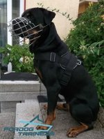 Rottie Strutting in His Wire Cage Muzzle- Lightweight & Comfortable Construction