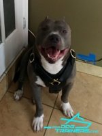 *Axel Happy to Wear Exclusive Leather Pitbull Harness