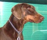 *Zep wearing our exclusive Choke dog collar ( Made in Germany )