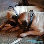 2 Ply of Genuine Leather Mastiff Collar Made for Agitation Training