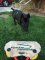 *Treble and Her New Cane Corso Jute Bite Builderfor Puppy and Young Dog Training