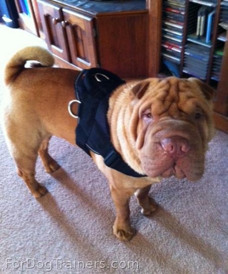 *Sir Ranga and Choki are wearing *All Weather Extra Strong Nylon Harness - H6