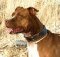 Royal Nappa Padded Leather Dog Collar for Pitbull