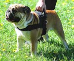 Sturdy Any Weather Nylon Dog Harness with Heavy Duty Handle