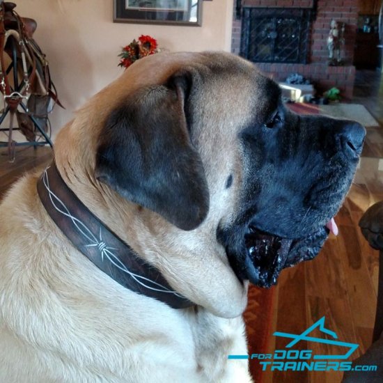 *Yogi Bear Wears Unusual Leather Mastiff Collar with Barbed Wire Painting