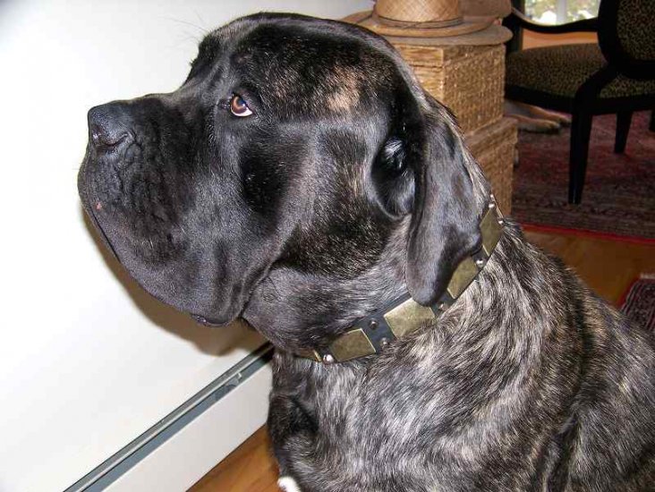 *Oso wearing our exclusive Gorgeous War Dog Leather Dog Collar - C85 (old brass massive plates +2 nickel pyramids)